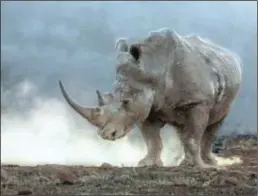  ??  ?? BIGGER GIANT: Southern White rhino, South Africa (Hendri Venter).