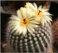  ??  ?? Notocactus scopa occasional­ly produces red and yellow flowers. — Photo by Michael Wolf