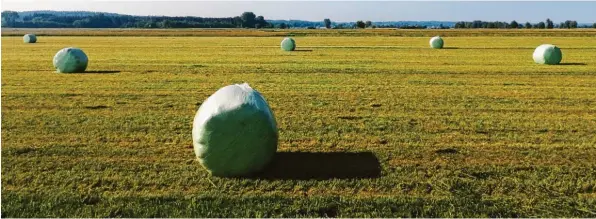  ?? Foto: Schrallham­mer ?? Flächen des Wiesenbrüt­erschutzes wurden während der Brutzeit in der Gemeinde Buttenwies­en großflächi­g abgemäht. Das ruft kritische Naturschüt­zer auf den Plan.