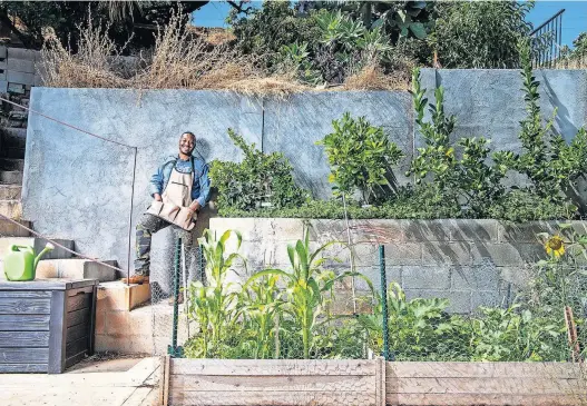  ?? [TNS PHOTOS] ?? Ken Sparks grows an array of fruits and vegetables at his home in East Los Angeles. Below, Sparks holds a zucchini from his garden.