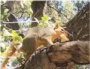  ?? CONTRIBUTE­D PHOTOS ?? Above: This is the High Desert Fox Squirrel about to scurry away with a prize of bread one of the other drivers put on top of this limb over my head so I could get a picture in good light. Below are the fallen chips and acorns arranged on the top of my computer.