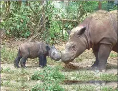  ??  ?? Many of these animals can only be found in protected areas or zoos. – Photo by S Ellis