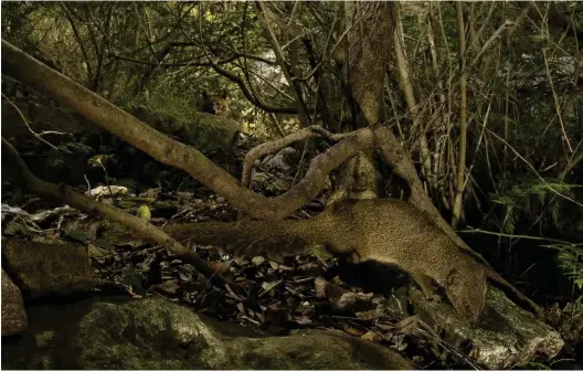  ??  ?? Above: a jackal finds itself in the same spot as an Indian mongoose, a species introduced to the Balkans to control snakes. A chase is unlikely, since the two do not compete for food or territory.