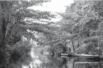  ??  ?? A mangrove forest in Sri Lanka, where efforts are being made to ensure the tropical trees don’t disappear. Seacology, a California environmen­tal group, showcases the project on one of its tours.