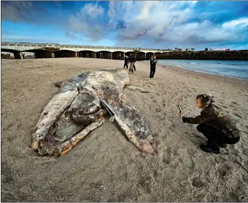  ?? JEFF GRITCHEN — STAFF ?? Sherri Boyer takes a picture of the carcass of a gray whale found in the Bolsa Chica tidal inlet in Huntington Beach on Thursday. The 30-foot decomposin­g gray whale was likely washed ashore by the storms.