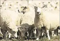  ??  ?? OVINOS. Meat & Lamb busca aliados para promociona­r carne.