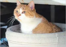  ?? NIAGARA COLLEGE SPECIAL TO TORSTAR ?? Basil, an orange tabby that made the Niagara College greenhouse home for the past 15 years, has died.