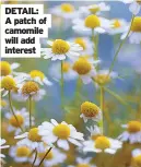  ??  ?? DETAIL: A patch of camomile will add interest