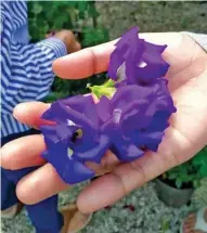  ??  ?? Close up of Blue Ternate flowers.