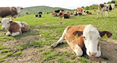  ?? ?? NAŠI KUPCI ne bi teletinu iz trgovačkih lanaca, čak i da im je poklone. Na cijene nikada nismo imali prigovora. Često nam kažu da su vrlo poštene za kvalitetu koju nudimo, kaže Kušeković