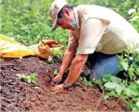  ??  ?? TRABAJO. La siembra se realiza en la cercanía de las fuentes hídricas.