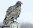  ??  ?? Turkey vultures’ feet aren’t as strong as those of an eagle, hawk, falcon, or owl so they don’t kill their prey.