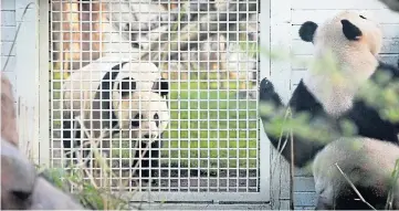  ??  ?? UNCERTAIN FUTURE: Edinburgh Zoo’s financial woes could see panda contract ended.