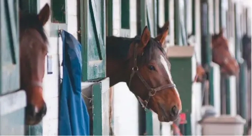  ??  ?? Just chilling: research shows that music and massage can reduce stress levels in racehorses, and improve performanc­e on the track