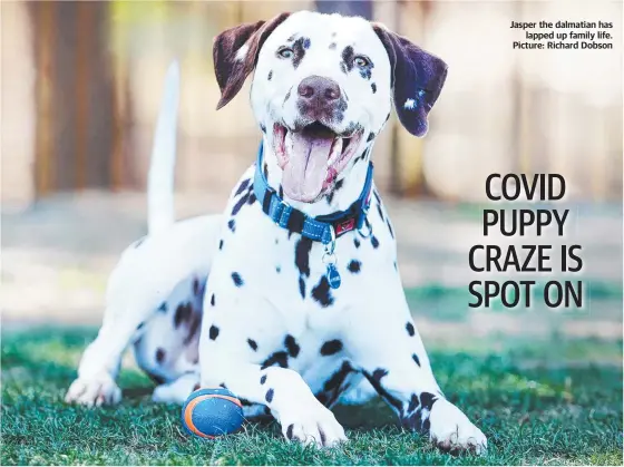  ?? Picture: Richard Dobson ?? Jasper the dalmatian has lapped up family life.