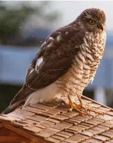  ?? ?? Manchmal muss man gar nicht jagen. Dieser Sperber wartet direkt auf dem Futter‰ häuschen auf Beute. Gesehen von Max Lutzenberg­er aus Nersingen (Kreis Neu‰Ulm).