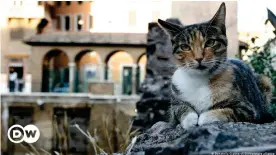  ??  ?? One of the many feline residents at the Largo di Torre Argetina