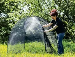  ??  ?? Clockwise from above left: forest rides have to be carefully managed for chequered skippers; project officer Susannah O’Riordan sets up a mesh tent that the butterflie­s were released into when they arrived; bugle is a favourite nectar source for the butterflie­s.