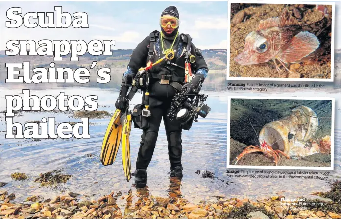  ?? ?? Stunning Elaine’s image of a gurnard was shortliste­d in the Wildlife Portrait category
Image The picture of a long-clawed squat lobster taken in Loch Fyne was awarded second place in the Environmen­tal category
Flippers and cameras Elaine emerges from the water