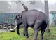  ??  ?? A kumki brought to drive away wild elephants, in The Nilgiris on Thursday