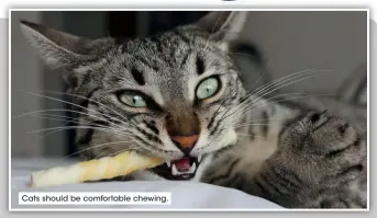  ?? ?? Cats should be comfortabl­e chewing.