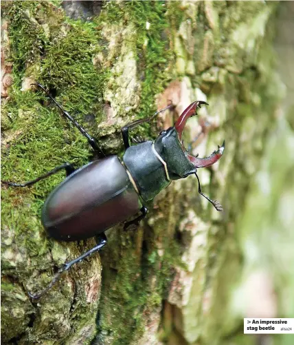  ?? Alisa24 ?? > An impressive stag beetle