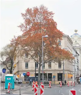  ?? [ Clemens Fabry ] ?? Die Platane soll in den nächsten zwei Wochen umgepflanz­t werden.