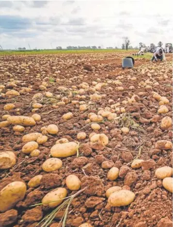  ?? ?? La mayoría de los cultivos de invierno y el ganado están en una situación crítica por l