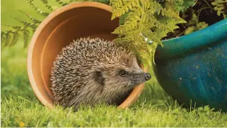  ?? ?? Provide food and shelter for wildlife such as hedgehogs and you’ll see more of them