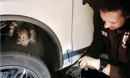  ??  ?? The female koala had crawled into the wheel arch while the car was parked in the hills on the outskirts of Adelaide. Photograph: Reuters