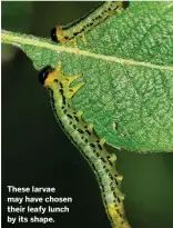  ??  ?? These larvae may have chosen their leafy lunch by its shape.