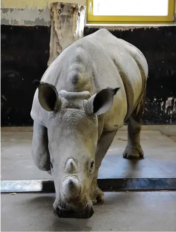  ?? Foto: Bernd Hohlen ?? Als Kibo zur Welt kam, wog er 65 Kilogramm. Heute wiegt er 650 Kilogramm. Das Nashorn wurde mit der Milchflasc­he aufge zogen, weil seine Mutter es nicht annahm.