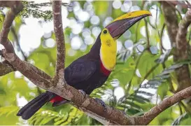  ?? Kathy Adams Clark ?? The bulky 7-inch long beak of a black-mandibled toucan is one-third of the bird’s total length and amazingly lightweigh­t.