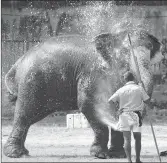 ??  ?? An elephant sprays water over itself ahead of the annual Perahera festival in Colombo on February 18, 2019. — AFP