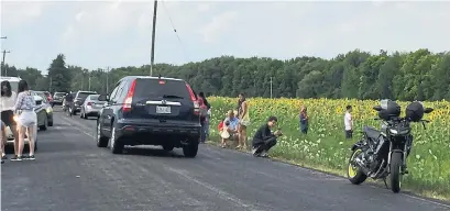  ?? JULIA LOVETT METROLAND FILE PHOTO ?? Ontario got a taste of “over-tourism” this summer when a field of sunflowers in Flamboroug­h, Ont., was overrun by selfie-seekers.