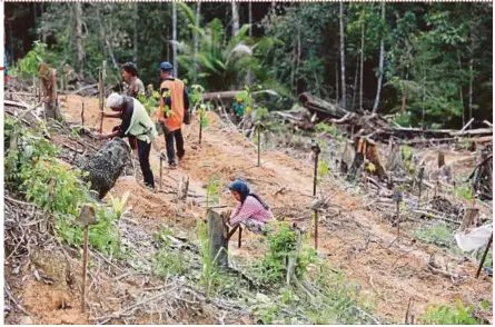  ?? PIC BY MOHD RAFI MAMAT ?? Orang Asli planting high-quality timber trees at the Chini Forest Reserve Area on Tuesday.