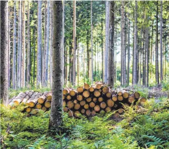  ?? FOTO: DPA/MIRGELER ?? Fichten leiden zwar unter den veränderte­n Bedingunge­n, sind aber unerlässli­ch für die Holzindust­rie. Revierförs­ter Klaus Butschle hofft, dass sich die Natur anpassen kann.