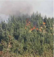  ??  ?? ►► Un período de 15 años de escasez de madera enfrentará la industria forestal.