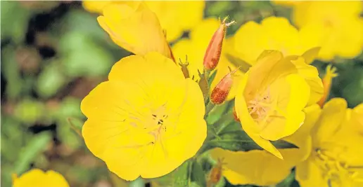  ??  ?? The bloom of the common evening primrose (Oenothera biennis) is a sign spring isn’t far off, but caution is advised