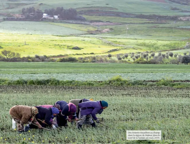  ?? © Afp/fethi Belaid ?? Des femmes travaillen­t au champ dans la région de Mateur, dans le nord de la Tunisie, en mars 2019.