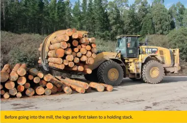  ??  ?? Before going into the mill, the logs are first taken to a holding stack.