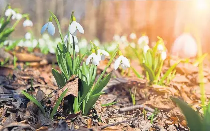  ??  ?? Galanthus, the botanical name for snowdrops, means ‘milk flower’, reflecting its beautiful white petals