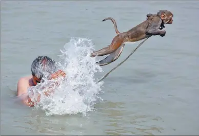  ?? RUPAK DE CHOWDHURI / REUTERS ?? Ramu, a pet monkey, jumps as his handler bathes in the waters of the Ganges River on a hot summer day in Kolkata, India, on Wednesday. The country is in the grip of an intense heat wave, which last week caused the deaths of 37 people in the southern...