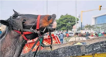  ?? (LA VOZ) ?? En el carro. Debido a las demoras en tratar el tema, los caballos siguen como animales de carga en Córdoba.