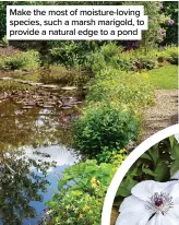  ??  ?? Make the most of moisture-loving species, such a marsh marigold, to provide a natural edge to a pond