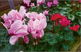  ?? Photo courtesy of MelindaMye­rs.com ?? Cyclamen plants have uniquely shaped flowers, come in a variety of colors and stand above attractive variegated leaves.