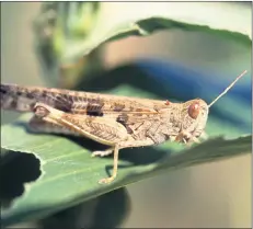  ?? ?? EYES OPEN: Agricultur­e Victoria is encouragin­g landholder­s to watch for and report locust sightings this summer.