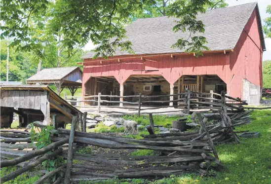  ?? MORNING CALL FILE PHOTO ?? A sheep stands near the front of the animal barn at the historic Quiet Valley Farm near Stroudsurg.