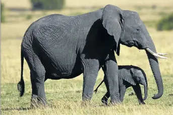  ??  ?? WEIGHTY MATTER With predators galore, baby sticks with mama in the northern Serengeti.
