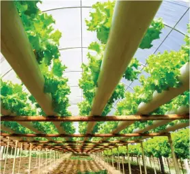  ?? Hydroponic farming practice. ??